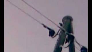 preview picture of video 'Flicker on electricity pole / Dzenis elektrības stabā'