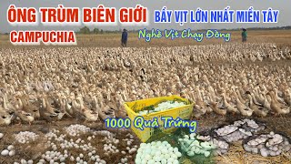 HẾT HỒN GẶP ÔNG TRÙM BIÊN GIỚI CAMPUCHIA NGHỀ VỊT CHẠY ĐỒNG ĐẺ 1000 QUẢ TRỨNG LƯỢM MỆT XỈU MÙA LŨ