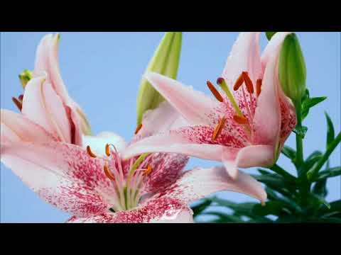 04 Fundos Oficiais - Bluetooth Universal