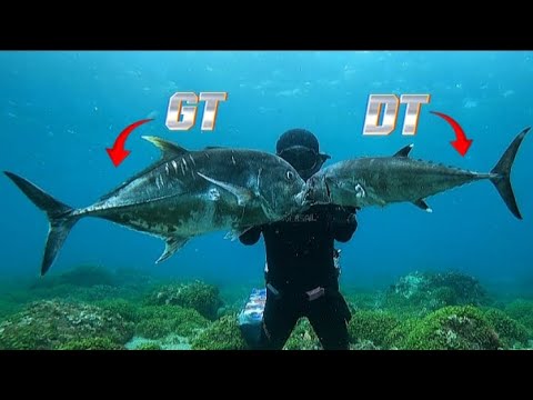 GIANT TREVALLY, DOGTOOTH TUNA || LIFE OF SPEARO || SPEARFISHING PHILIPPINES!💪🎯😱😱