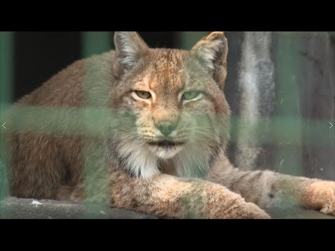 Could wild Lynx be reintroduced to Scotland?