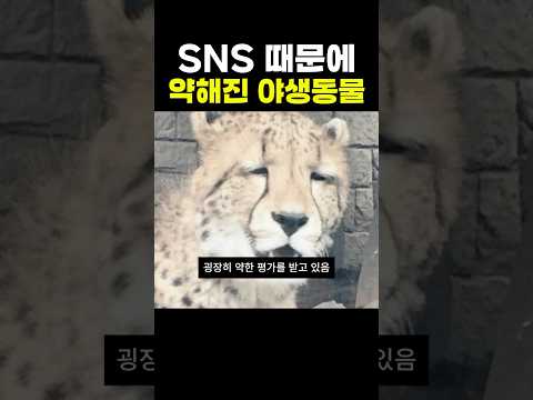 SNS 때문에 약해보임..