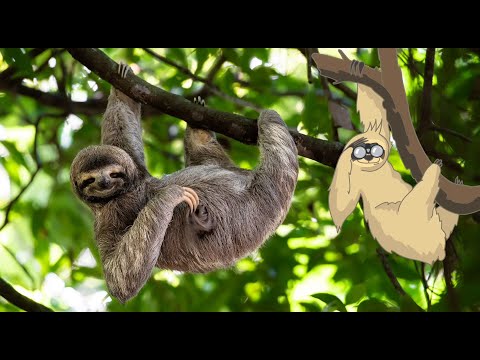 Faultier Fernando: Ein Leben in Zeitlupe| Kleine Kinderzeitung