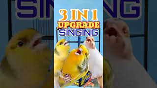 Download lagu PANCINGAN KENARI PAUD AGAR BUNYI 3 IN 1 | KENARI GACOR | CANARY SINGING mp3