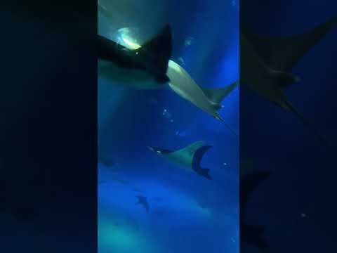 『マンタ、マンタ』待望の続編は実現するのか?