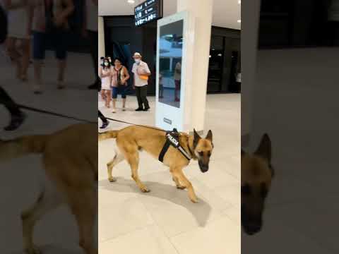 Perro Policía se hace viral en las redes sociales #Shorts