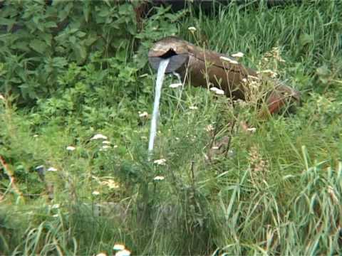 Gavril Ciciovan -  de la somes numa un pic