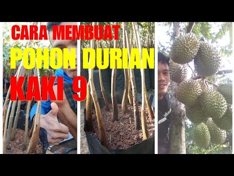 Resep pelangsing dengan jahe dan lemon dan lobak Membeli patch pelangsing efektif
