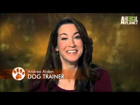 Pet4you.gr: Dogs German Wirehaired Pointer - Δείκτης της Βεϊμάρης