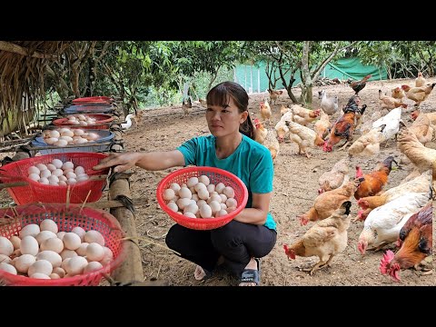 , title : 'Nesting for laying hens in the forest.  Obtained a lot of chicken eggs. ( Tập 209).'