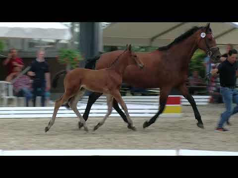 Sieve, Conthargos-Lord Z-Grannus