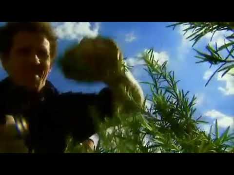 fork to fork herbs