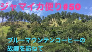 ジャマイカ便り#50  ブルーマウンテンコーヒーの故郷を訪ねます。