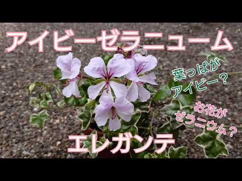ゼラニウム アイビーの微妙なタッチは開花期に保証されます 5 月 10 月