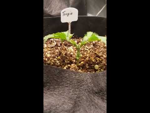 Green75's 11 day old Tangi Matic by Fast Buds