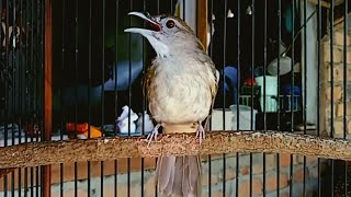 Download lagu Suara Kapas Tembak GACOR │ Masteran Burung Juara mp3