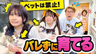ペット禁止かー俺はぬいぐるみで我慢してます - 【対決】ペットは禁止!!ママにバレずに犬猫育ててみた!