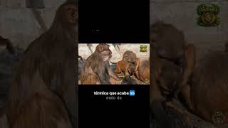 O perigo real  o ataque de um babuíno adulto #short #shorts #shortvideo #animals  #shortvideo