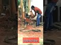 OMG Big King Kobra Snake Videos 2021 Shorts Snake Kingkobra