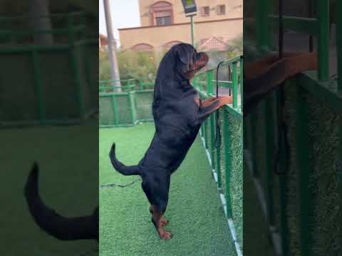 Rottweiler Barking😱⚠️ #dogs #rott #rottweiler #puppy #shorts #trending #short #dog