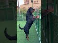 Rottweiler Barking😱⚠️ #dogs #rott #rottweiler #puppy #shorts #trending #short #dog