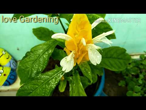 Beautiful flowering plant //  Lollipop plant//How to grow and care lollipop plant 🍃