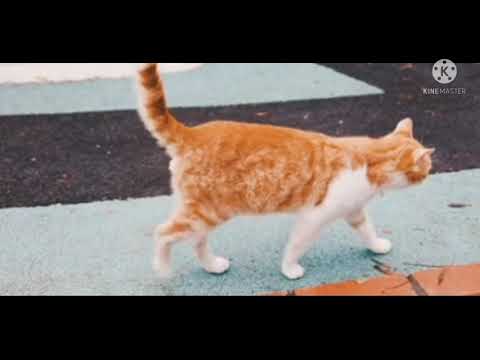 This rasa is going away with pain in the chest😭😭