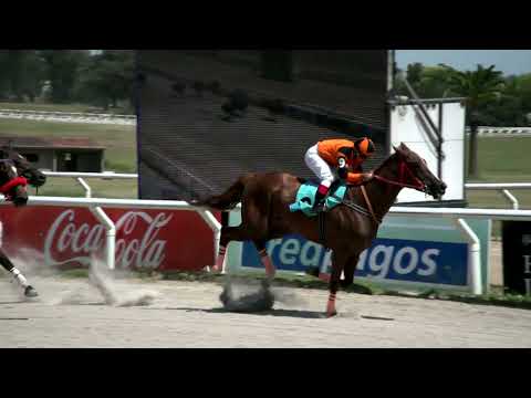 211230 c01 - NOCTILUCA BLUE - HIPODROMO LAS PIEDRAS