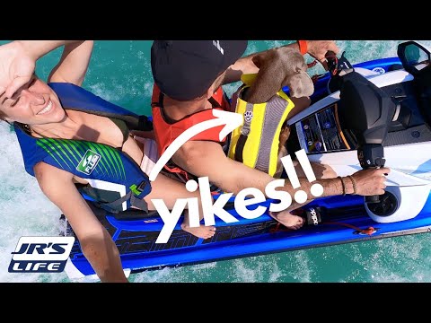 DOBERMAN PUPPY RIDES JET SKI | 14 weeks old  - insane! | JR’S Life