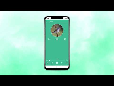 Bird songs Patativa Chorão Video