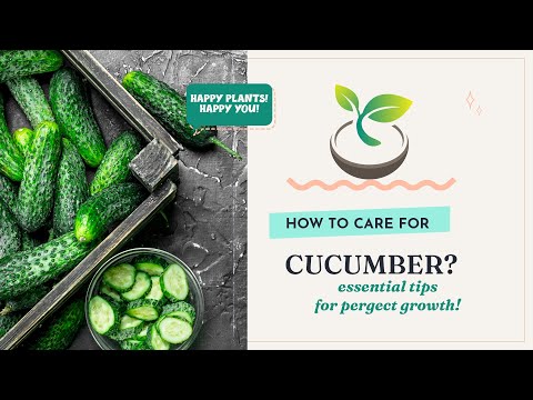 🥒 How to Care for Cucumber? Essential Tips for Perfect Growth