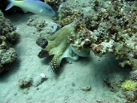 Octopus, Hausriff Happy Life Village,Ägypten