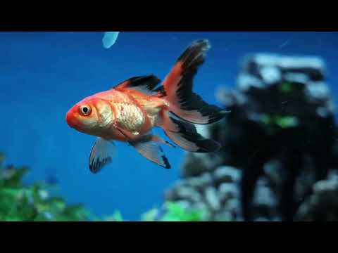 So Alone   Filthy The Kid