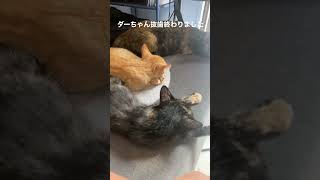 猫とヘチマは成長が早い