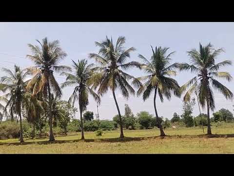  4 Acre Agricultural/Farm Land for Sale in Sengipatti, Thanjavur