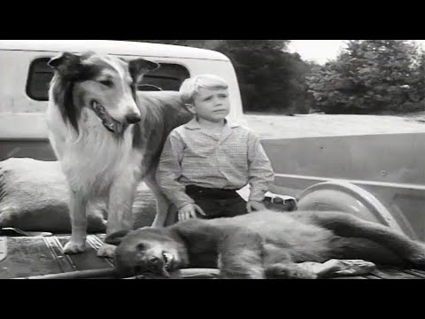 Lassie full episodes | The Archers  | 30 Minutes | Old Cartoons | Kids Movie | Videos for Kids