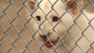 White lion cubs run, jump and play at Toronto Zoo