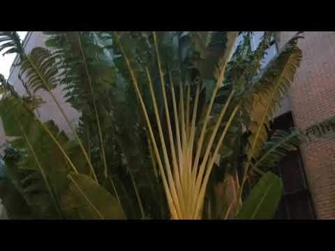 download lagu mp3 mp4 Ravenala Madagascariensis, download lagu Ravenala Madagascariensis gratis, unduh video klip Ravenala Madagascariensis