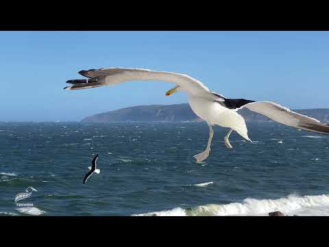 Elegans under flygning: Seagulls' Slow-Motion Soar