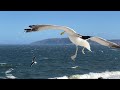Grace On The Wind Seagulls Soar In Mesmerising Slow Motion