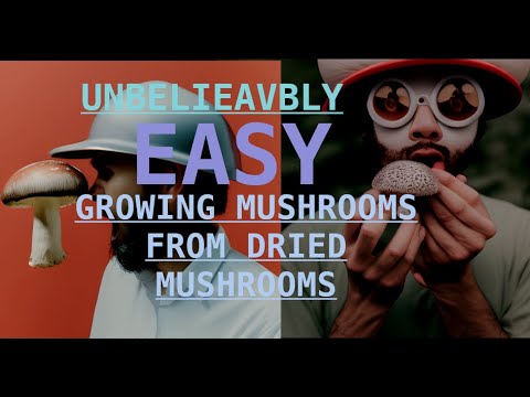 From Dried to Delicious: Growing Mushrooms from Dehydrated Mushrooms