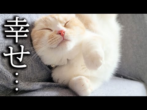 小さな泥棒猫 - 定義
