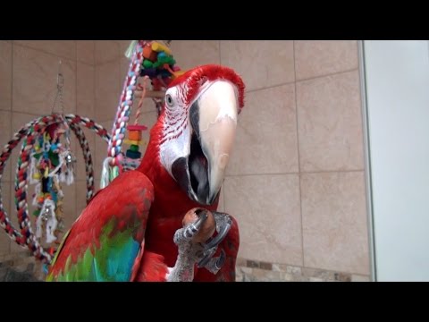 Parrots Crack Tough Nuts - Macadamia, Hazelnut