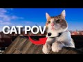 Cat Cam on Rooftops (Don't Watch If You Have Fear Of Heights)