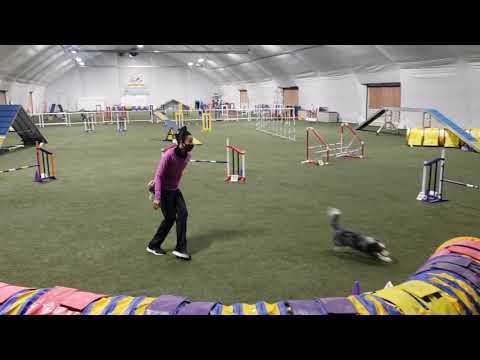 Blazin' Doggie 🐾🔥🔥🔥🐾 - Agility Training (January 2021)