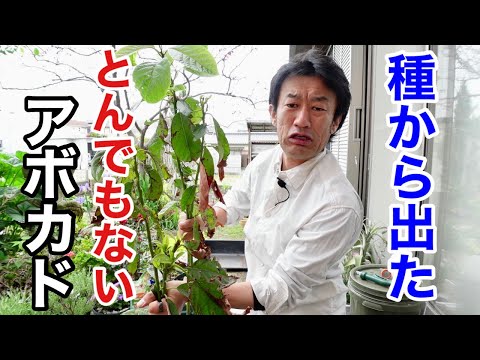 園芸 アボカド、特別な果物