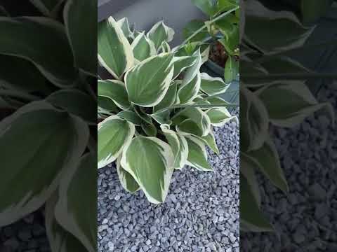 jardin feng shui Rudbeckia Fulgida Goldsturm symbole Terre