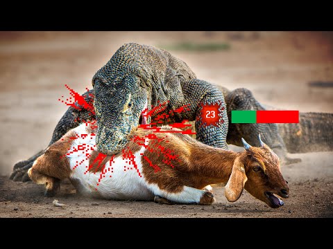 The Lizard Tier List