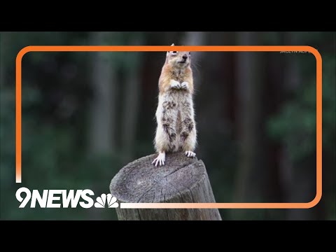 Ground squirrels are being squashed by Colorado tourists, study says