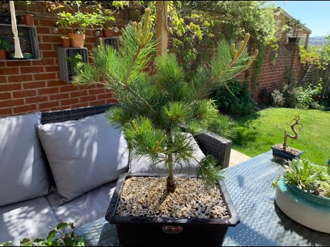 Bonsai Repotting of root bound Pinus parviflora glauca the 5 needle pine